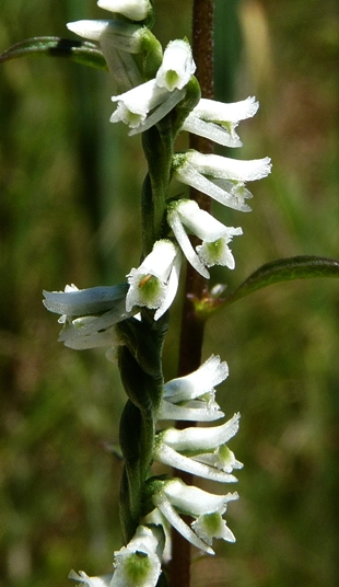 {Spiranthes lacera var. gracilis}